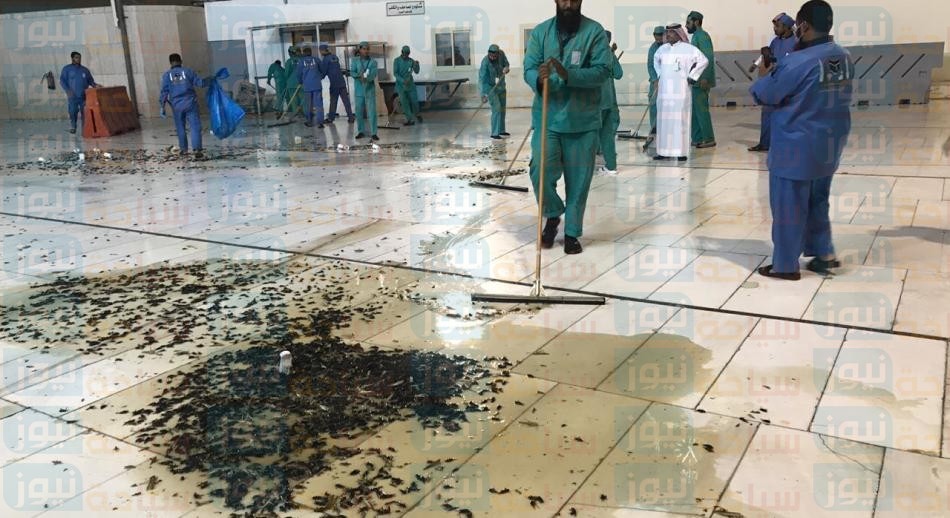 قصة انتشار حشرة صرصور الليل فى ساحة الحرم المكى